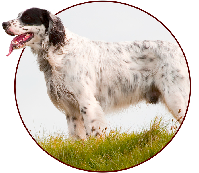 English Setter English Setter