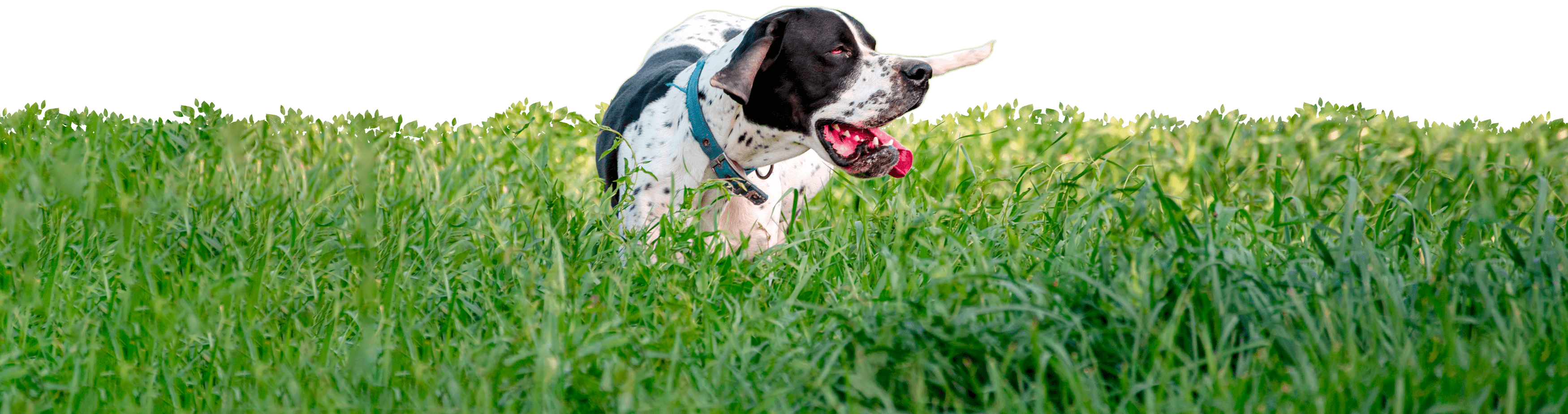 English pointer in tall grass