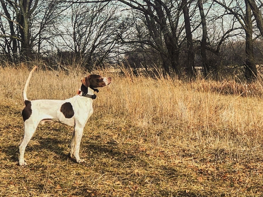 English Pointer