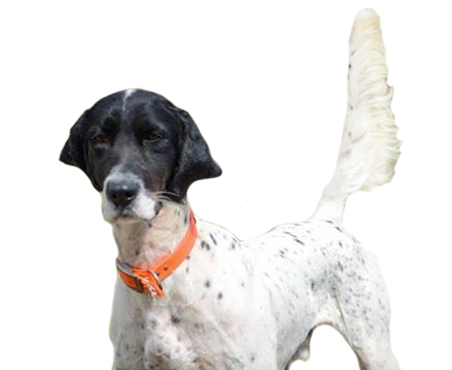 German Shorthaired Pointer