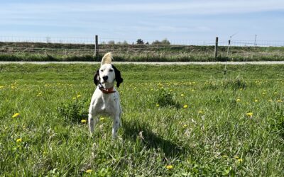Unlock Your Dog’s Full Potential with Professional Training